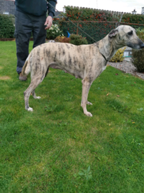 hancock lurchers for sale